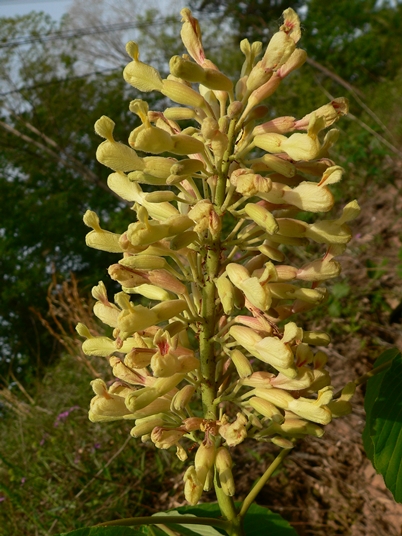 {Acer flava}